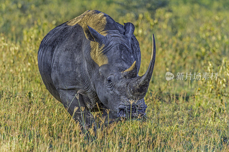 白犀牛或方唇犀牛(Ceratotherium simum)是现存的五种犀牛之一。它有宽阔的嘴巴用来吃草，是所有犀牛物种中最具群居性的。纳库鲁湖国家公园，肯尼亚。